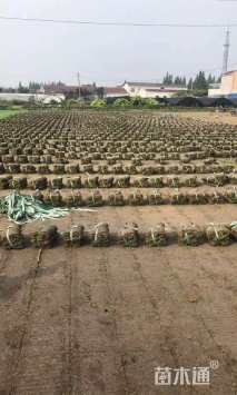 草卷状百慕大草