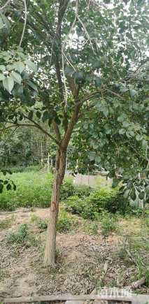 15公分黄花风铃木