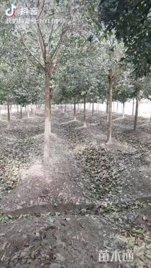 15公分大叶女贞