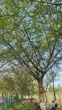 40公分嫁接银杏