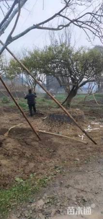 高度350厘米大叶黄杨