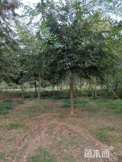 5公分榉树