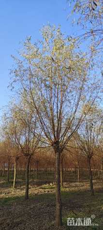 15公分金丝垂柳