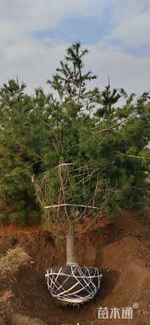 高度350厘米华山松