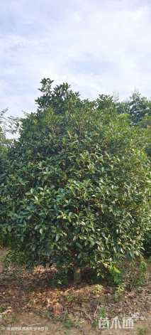 冠幅350厘米桂花球