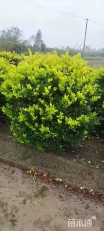 冠幅120厘米金森女贞球