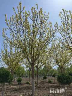 20公分金叶复叶槭