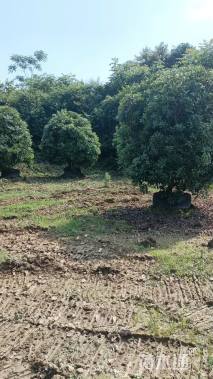 冠幅280厘米杨梅球