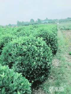 冠幅100厘米卫矛球