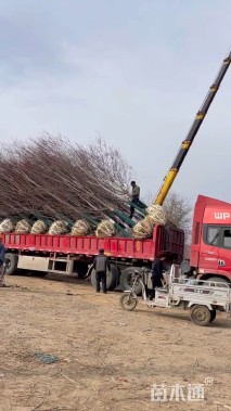 12公分北美红枫