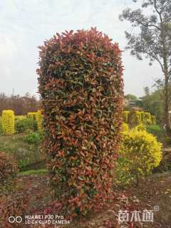 高度200厘米红叶石楠柱