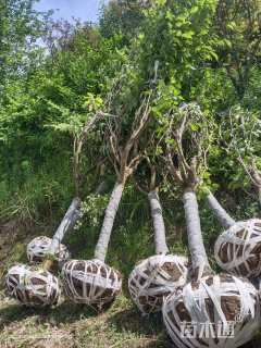 10公分日本晚樱