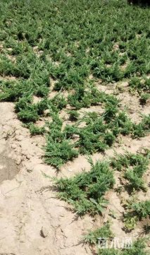 高度50厘米爬地柏