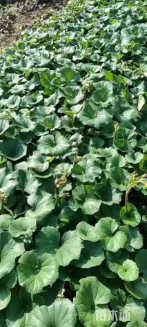 高度10厘米大吴凤草