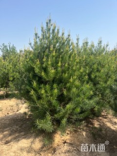 高度300厘米白皮松