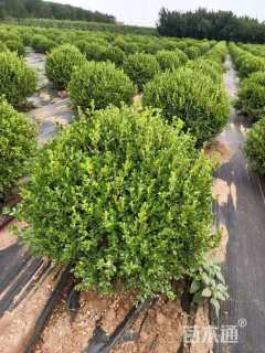 冠幅1000厘米瓜子黄杨球