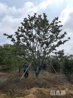 80公分(6杆)丛生乌桕