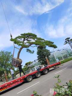 20公分造型黑松