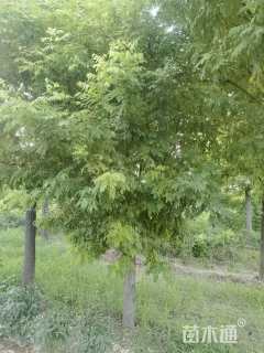 17公分矮接金枝槐