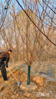 10公分青叶碧桃