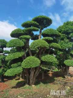 70公分对节白蜡