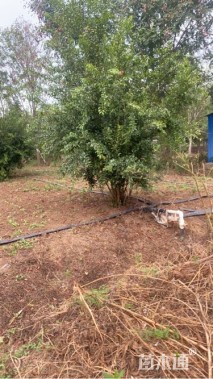 高度350厘米丛生花石榴