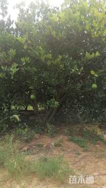 高度400厘米丛生胡柚