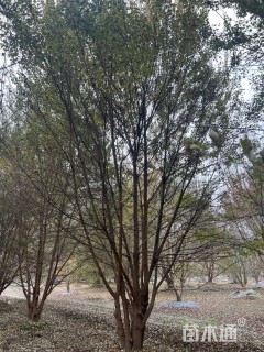 高度800厘米丛生三角枫