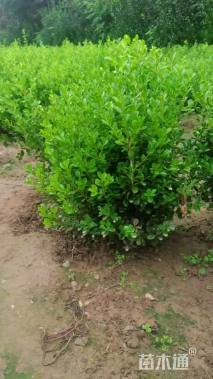 冠幅50厘米瓜子黄杨球