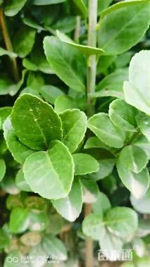 高度150厘米北海道黄杨