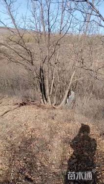 15公分八棱海棠