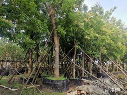 26公分海南黄花梨