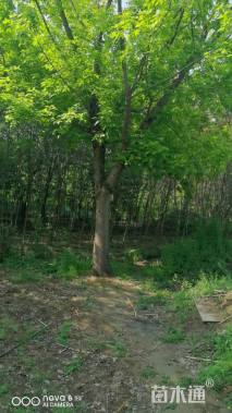 30公分金叶复叶槭