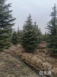 高度700厘米雪松