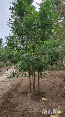 高度400厘米丛生白蜡