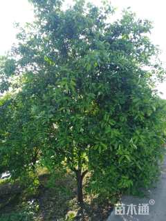 15公分香樟
