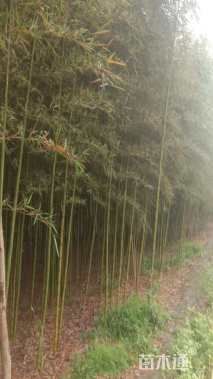 地栽苗雷竹