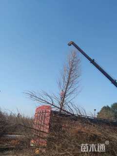 10公分墨西哥落羽杉