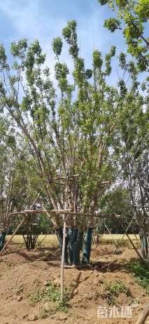 高度800厘米丛生五角枫