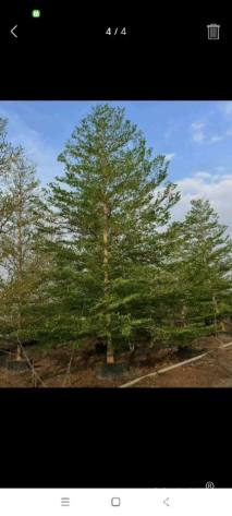 12公分小叶榄仁