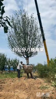 15公分八棱海棠