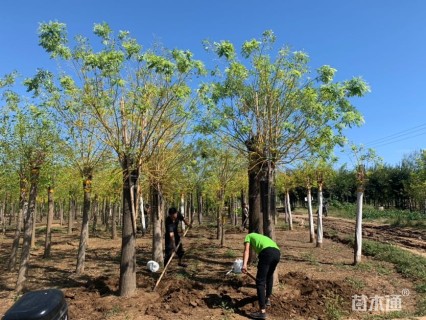 20公分金枝槐