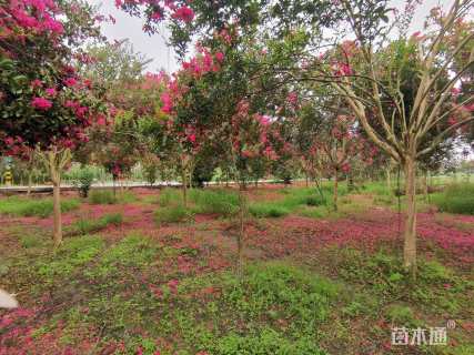 高度3000厘米大红紫薇