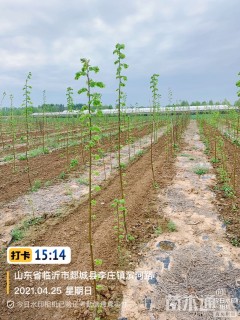 8公分欧洲小叶椴