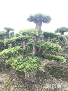 30公分造型榆树