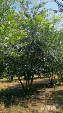 50公分(5杆)丛生榉树