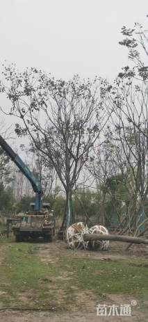 10公分(5杆)栾树