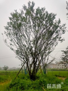 35公分朴树