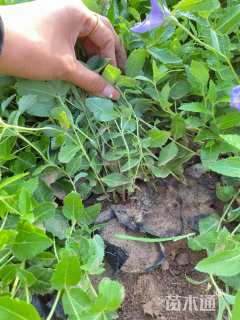 高度20厘米桔梗