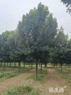 17公分秋紫白蜡